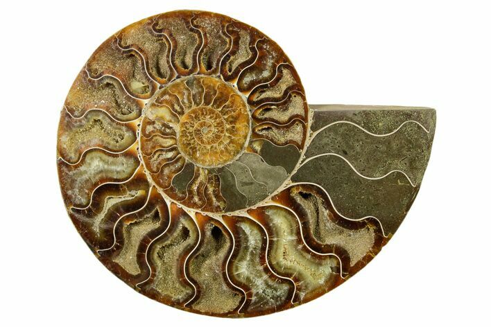 Cut & Polished Ammonite Fossil (Half) - Madagascar #383982
